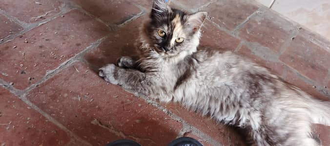 Persian cat