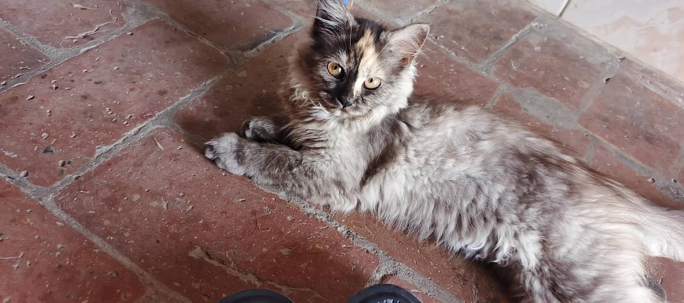 Persian cat 0