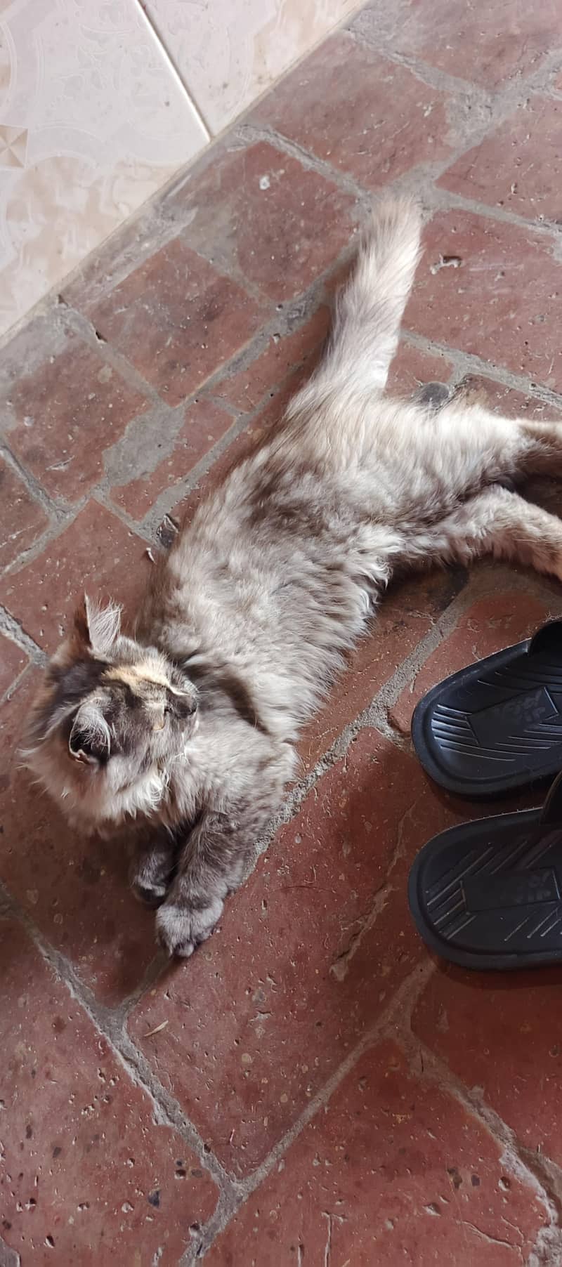 Persian cat 1