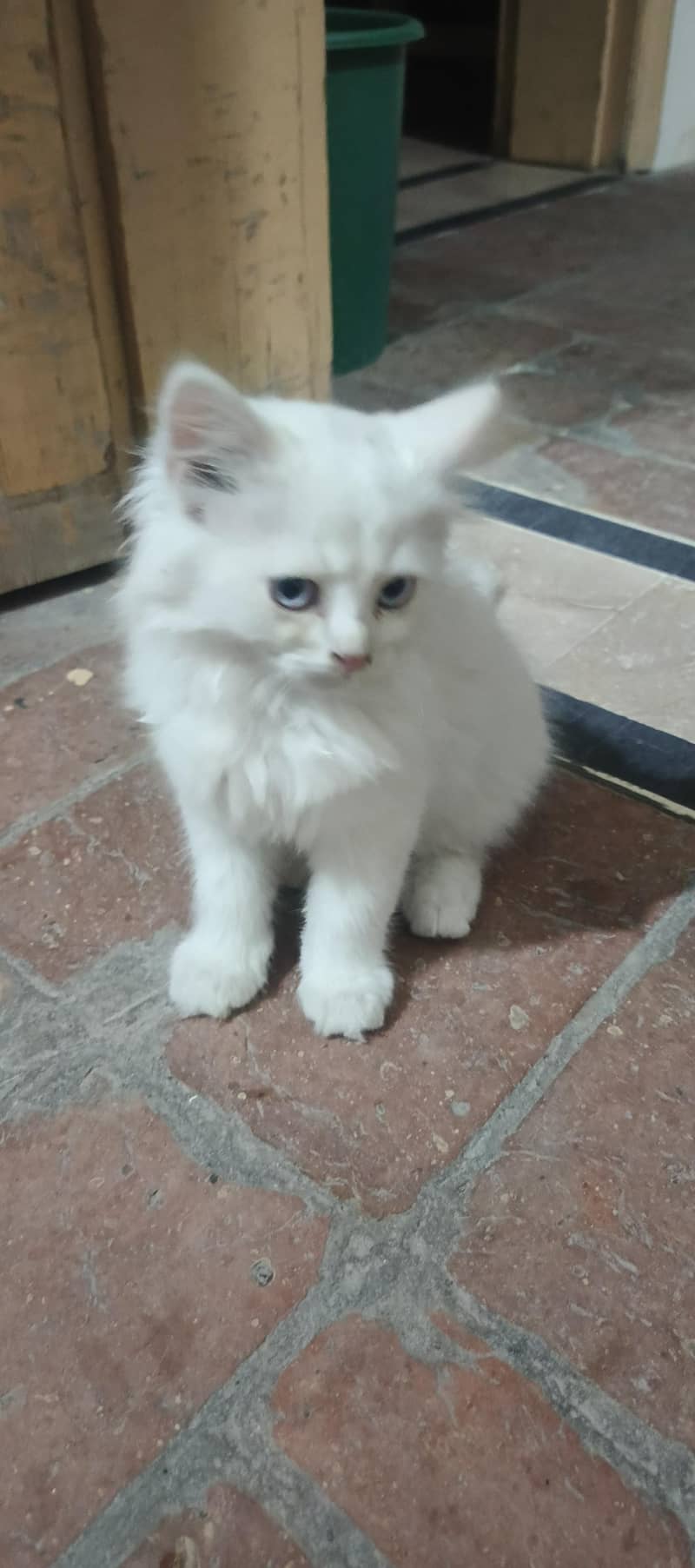 Persian cat 2