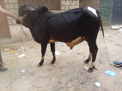 Fata jangi wacha