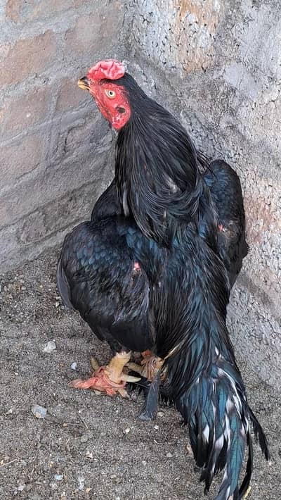lassani breed and peela breed available