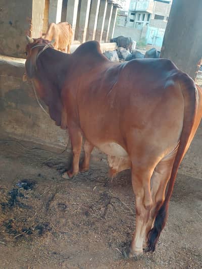 Qurbani Bull Bachra
