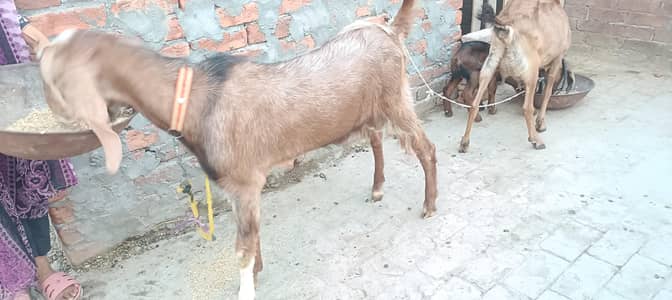 khasi do dant bakra