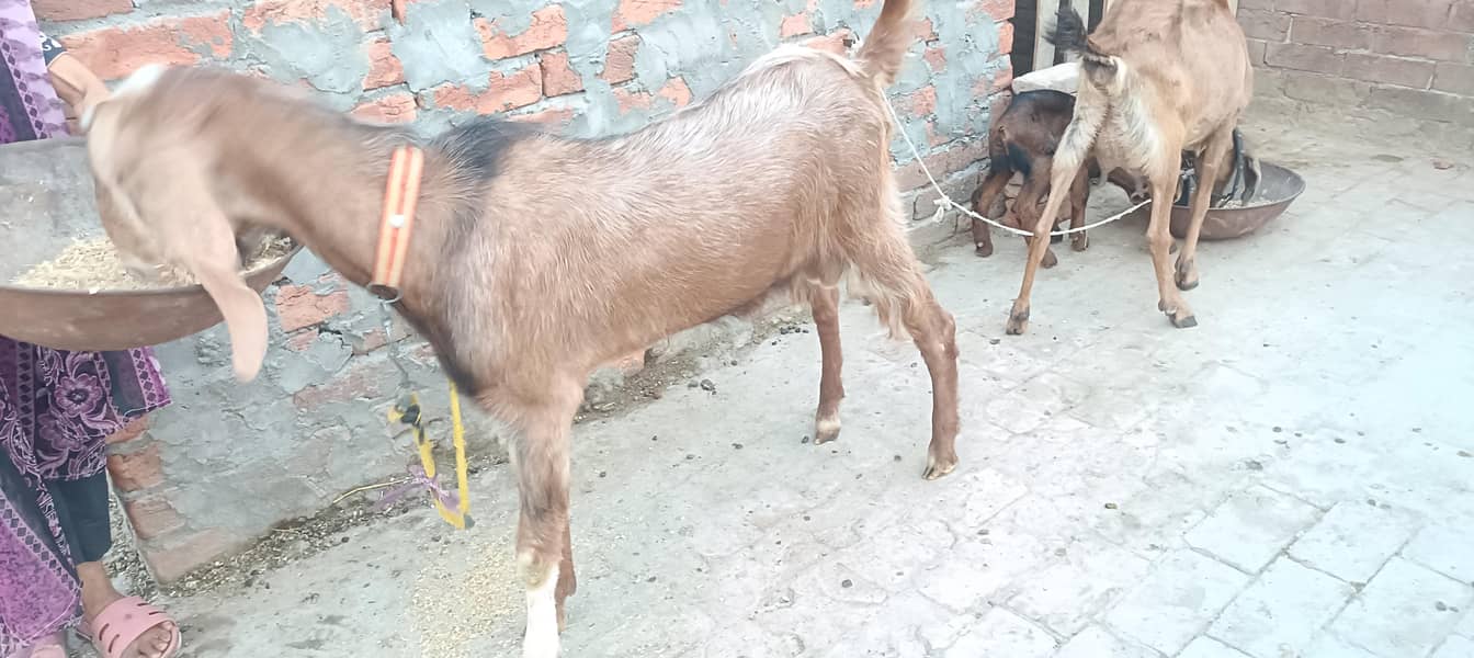 khasi do dant bakra 0