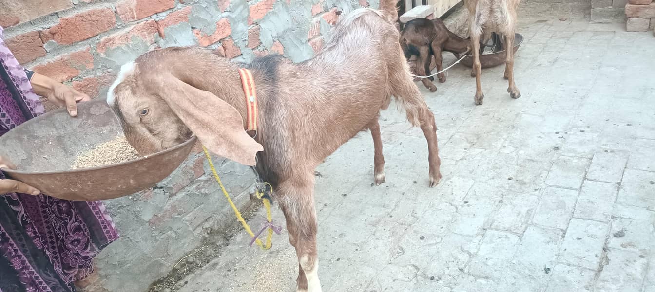 khasi do dant bakra 1