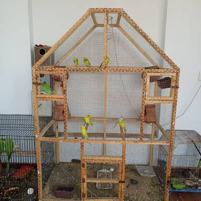 parrots with cage for sale australian parrots