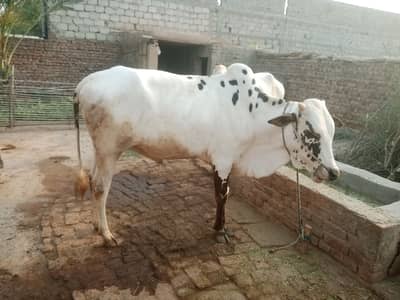 قربانی والے جانور