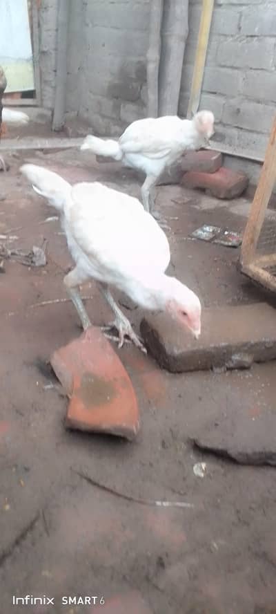 Heera checks aseel chicks