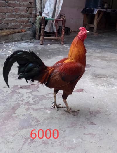 asiil
