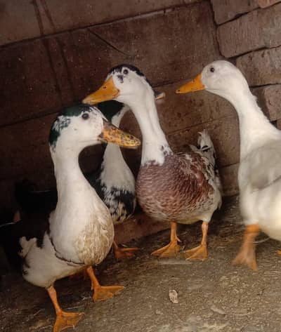 small ducks