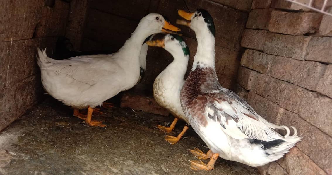 small ducks 1