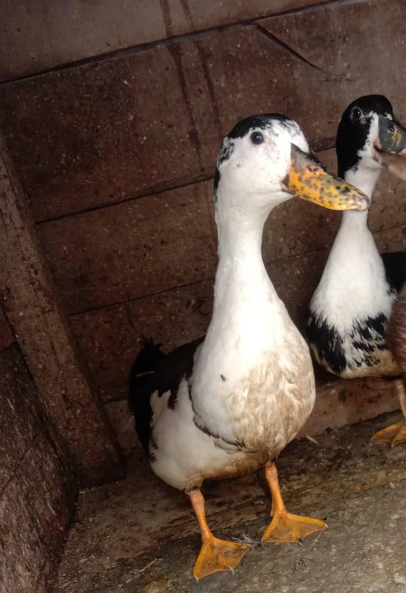 small ducks 2