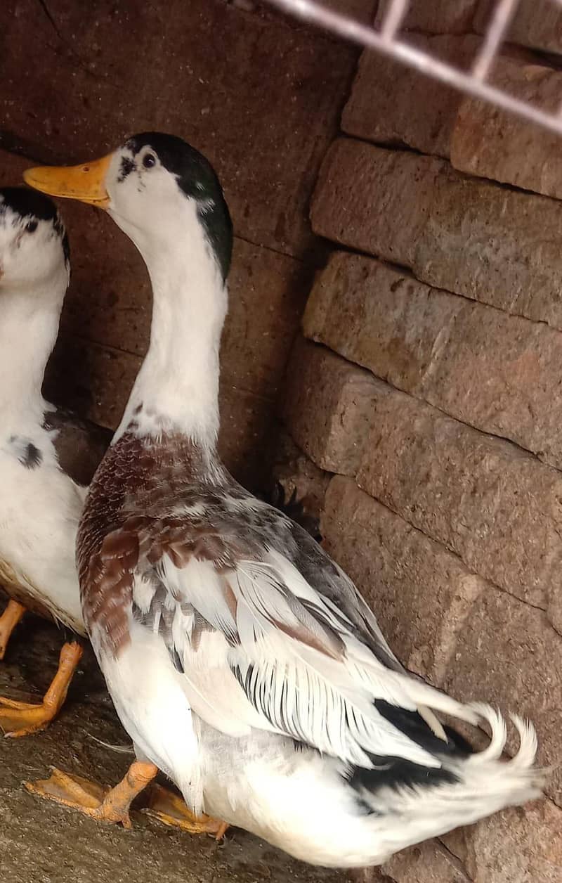 small ducks 3