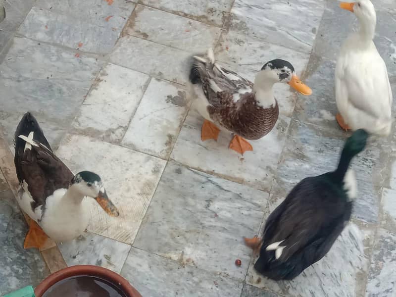 small ducks 4