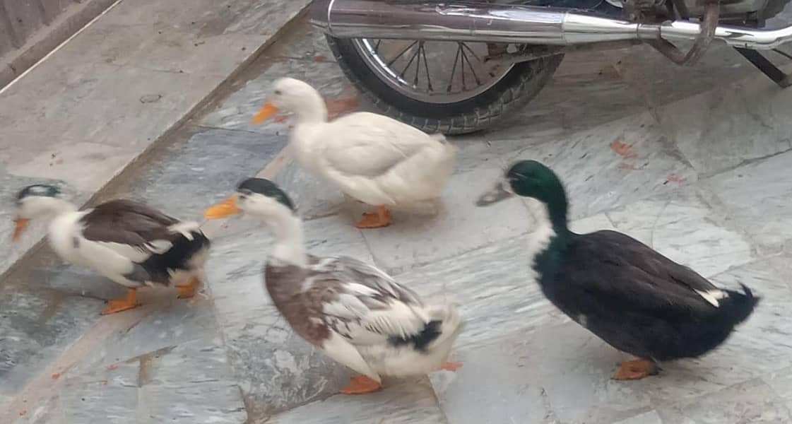 small ducks 5