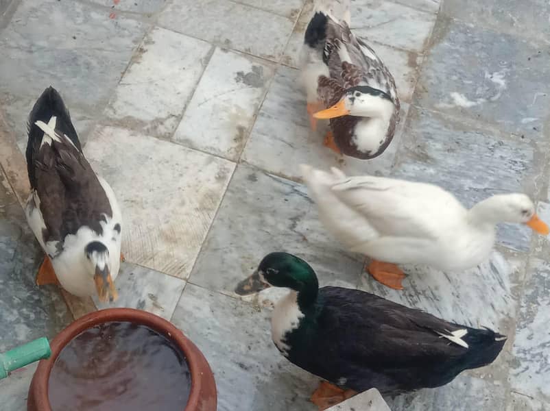 small ducks 6