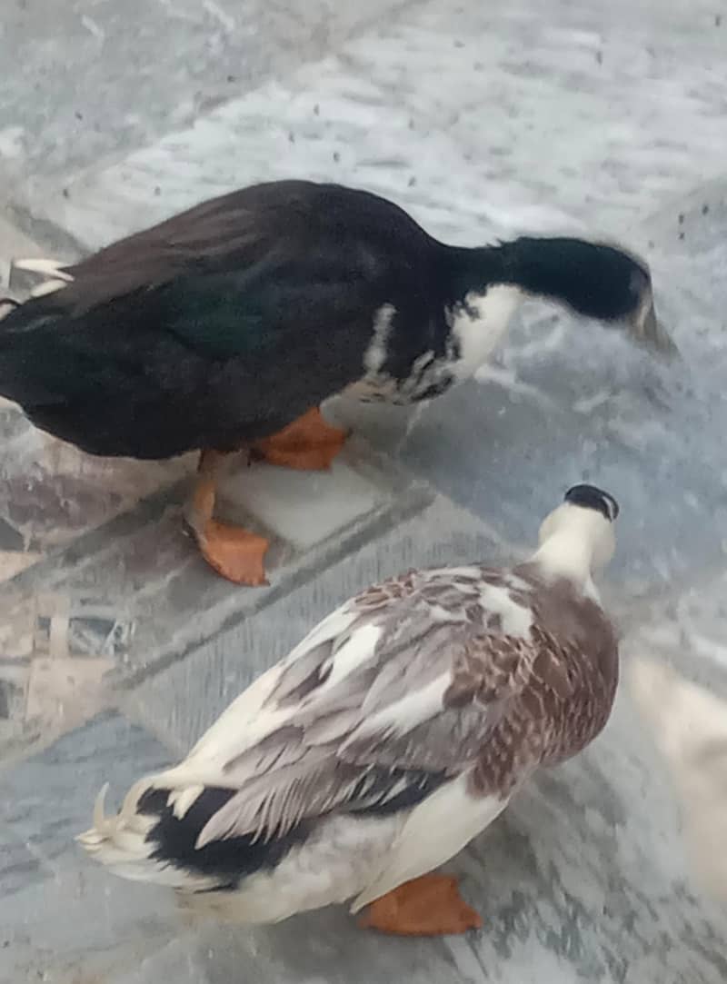 small ducks 7