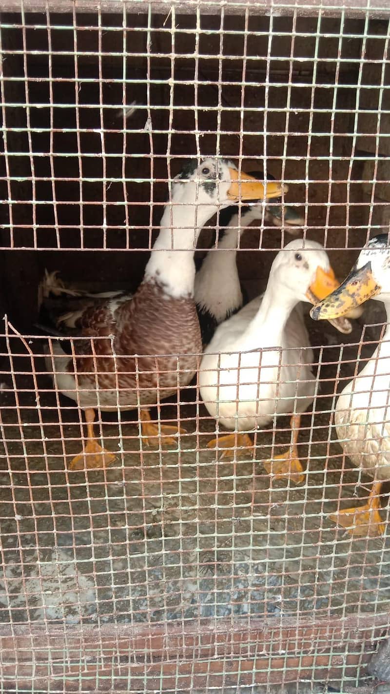 small ducks 8