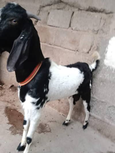Bakra /Dumba qasai available