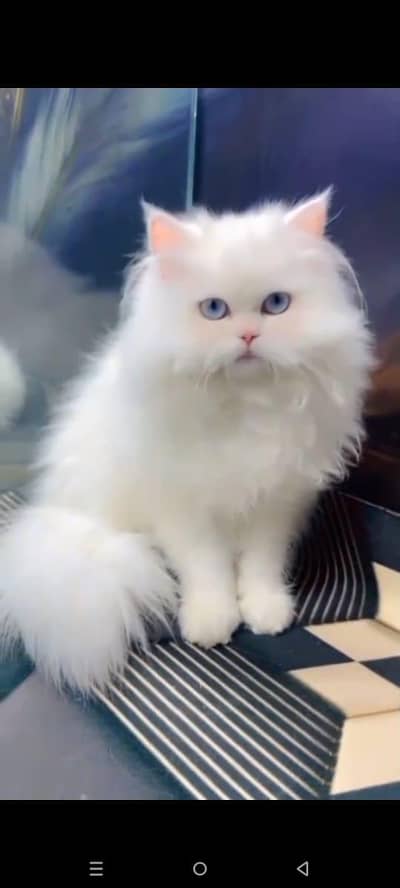 Persian cat triple kot,for sale,my WhatsApp 03493317649
