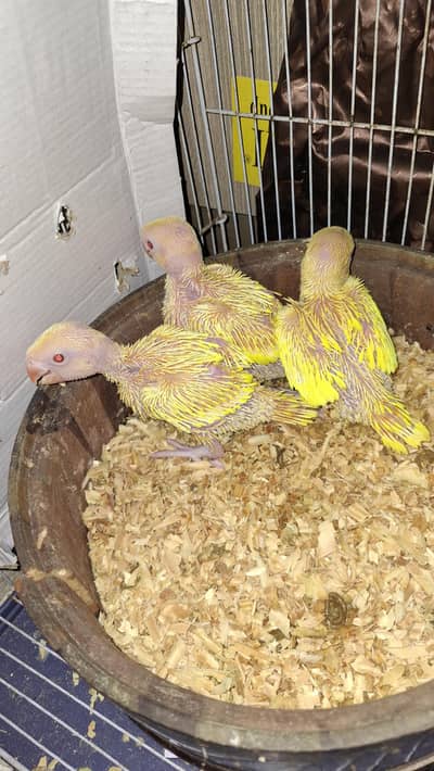 yelo rngnk for sale