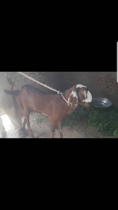 Baqra for Eid