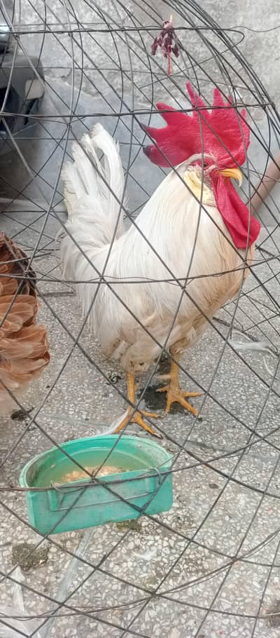 Murgha Murghi Egg with. cage