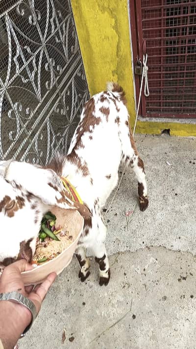 qurbani k liye bakra sell