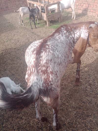 Qurbani Makhi cheena Male