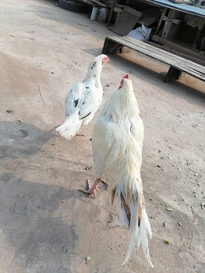 aseel pair