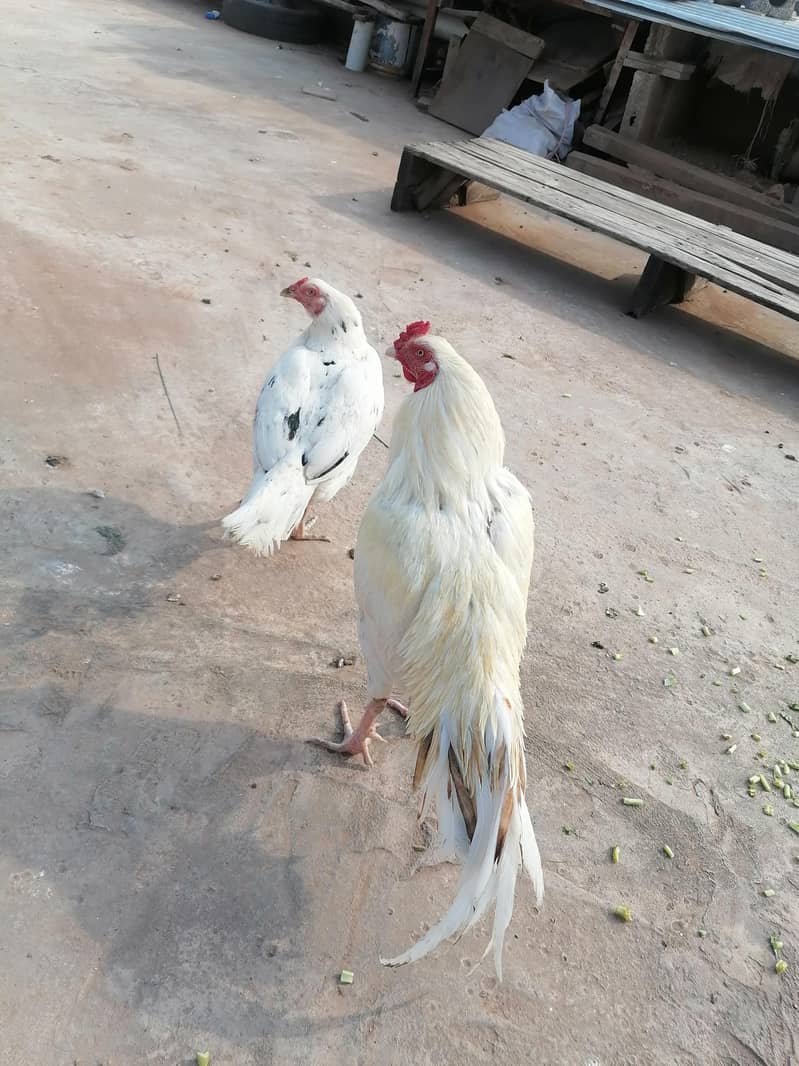 aseel pair 1