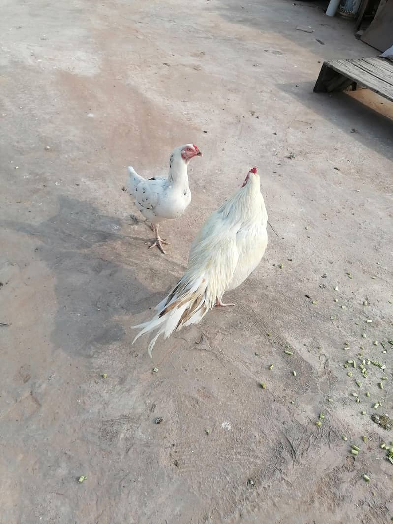 aseel pair 4