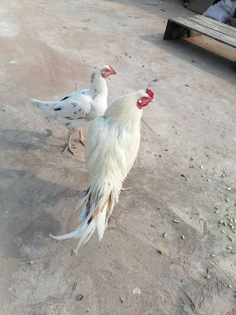 aseel pair 5
