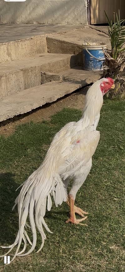 Parrot beak