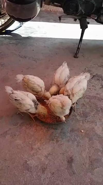 Light Sussex chiks