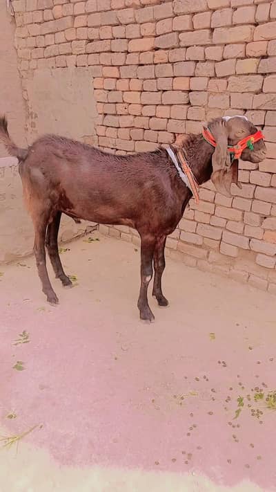 Bakra