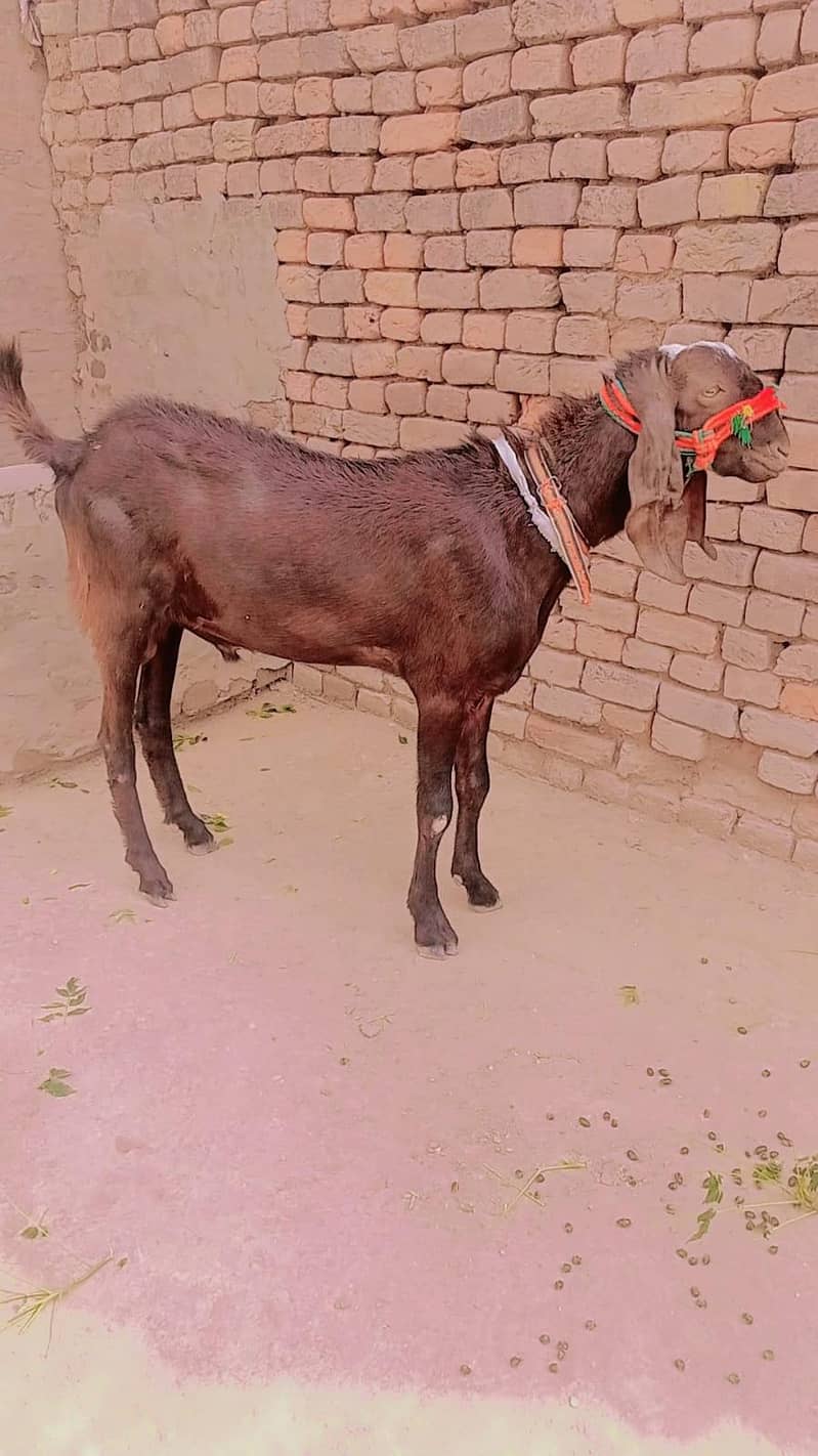 Bakra 0