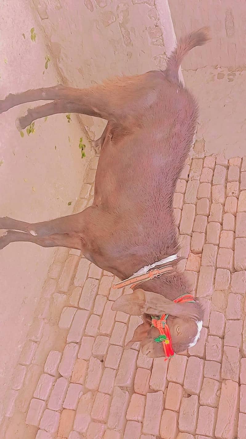 Bakra 1