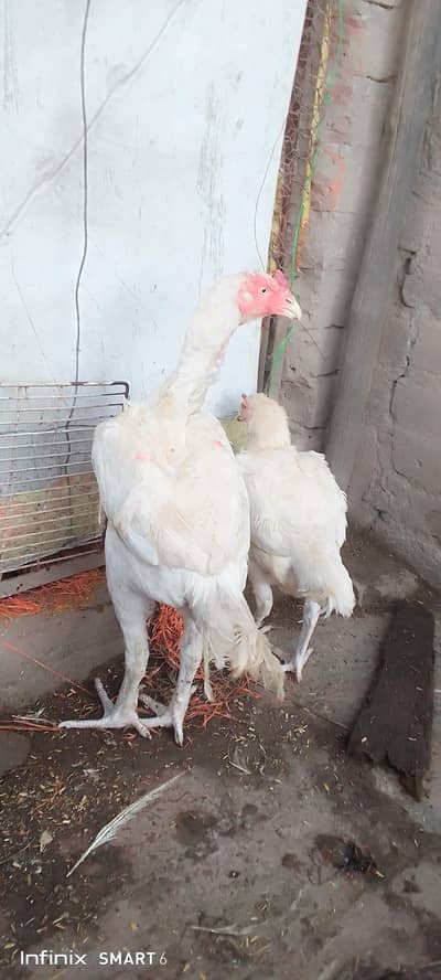 Heera pair and Heera kurak murgia