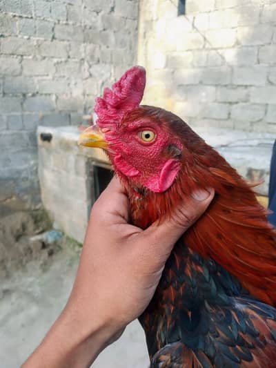 ASEEL MIANWALI LAKHA