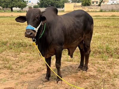 Desi Bull