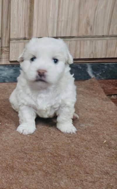Maltese puppies available