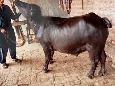 beautiful animal for sale
