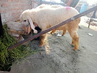 1 kajla dosra desi donba gross weight 40+
