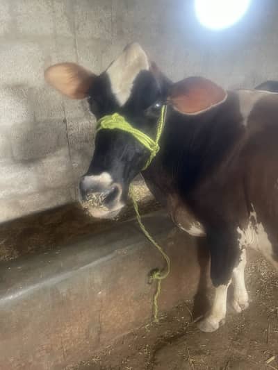 urgent need for dary farm