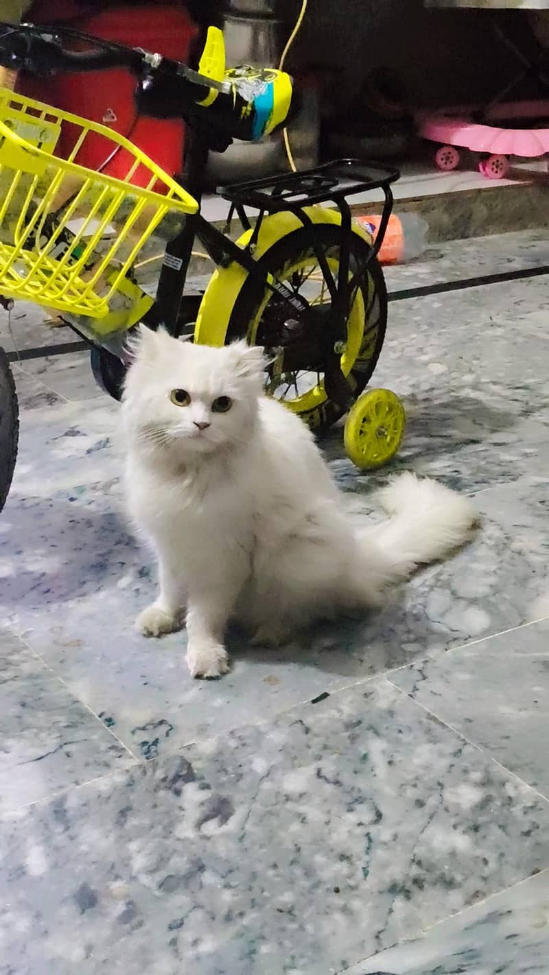 Persian cat 0