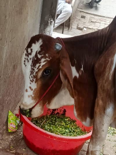 bachra 2 dant for sale