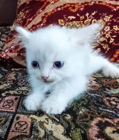 beautiful long hair triple coat Persian kitten