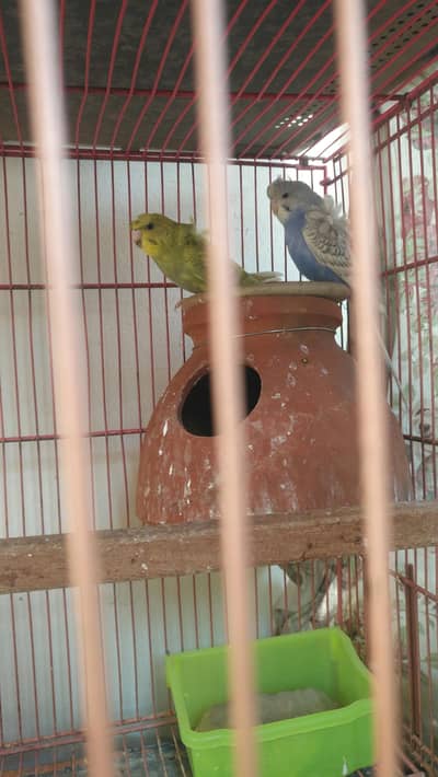 budgies